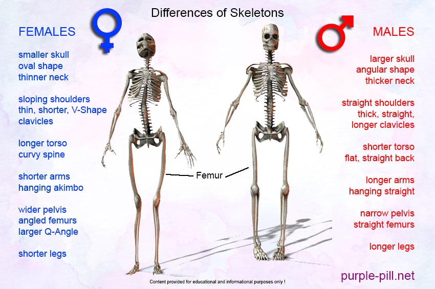 Training: Male & Female Skeletons