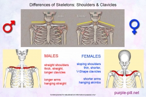 Shoulders, Clavicles &amp; Arms