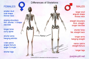Differences of Male &amp; Female Skeletons