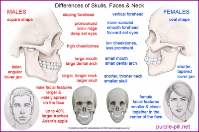 Skull, Face &amp; Neck