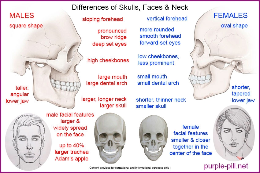 Skull, Face & Neck