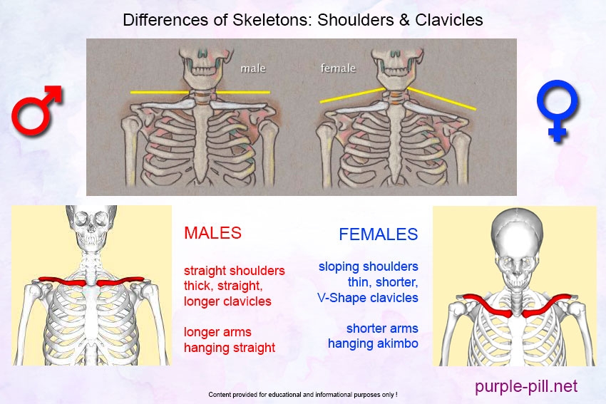 Shoulders, Clavicles & Arms
